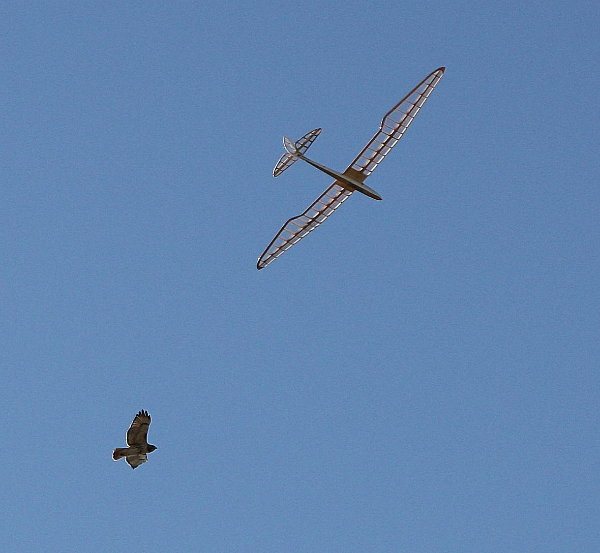 Micro Bird Of Time 1.2m 4 Micro Bird Of Time 1.2m - Image 4